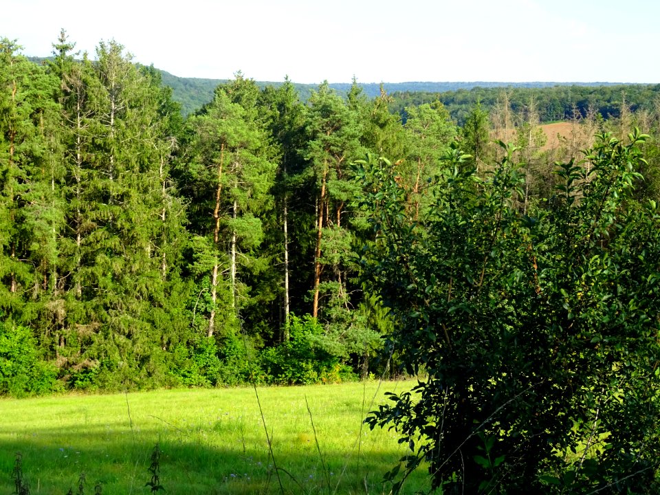 Forêt avant Léry, Côte-d'Or 