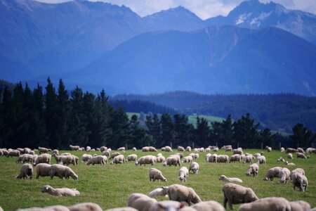 Agriculture landscape lamb photo