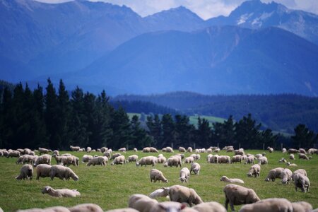 Agriculture landscape lamb