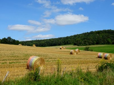 Bottes de foin roulés, avant Gissey-sous-Flavigny, Côte-d'… 