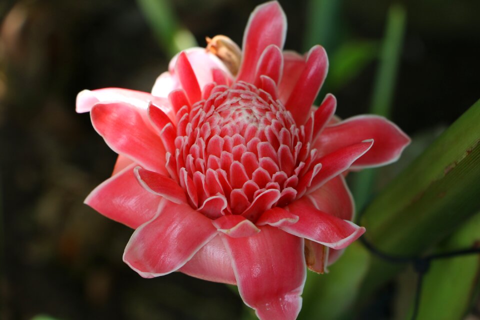 Pink pink flowers floral