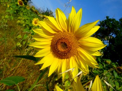 Tournesol 
