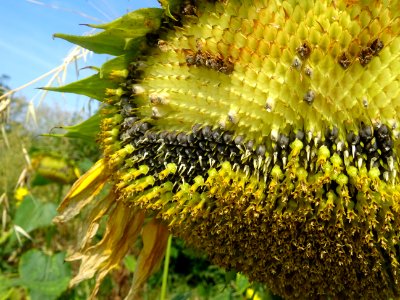 Coeur d'une fleur de tournesol 