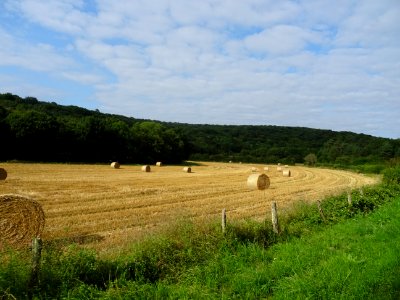 Bottes de foin roulées entre Voutenay-sur-Cure et Lucy-le … 