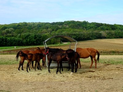 Chevaux au pré entre Lucy-le-Bois et Vassy, Yonne 