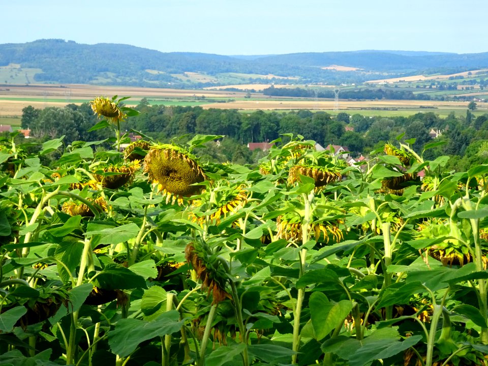 Champ de tournesol entre Vassy et Sauvigny-le-Bois, Yonne 