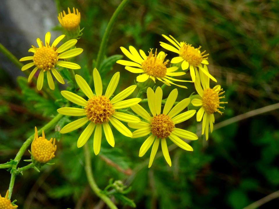 Séneçon à feuilles de roquette, Jacobaea erucifolia, Astér… 