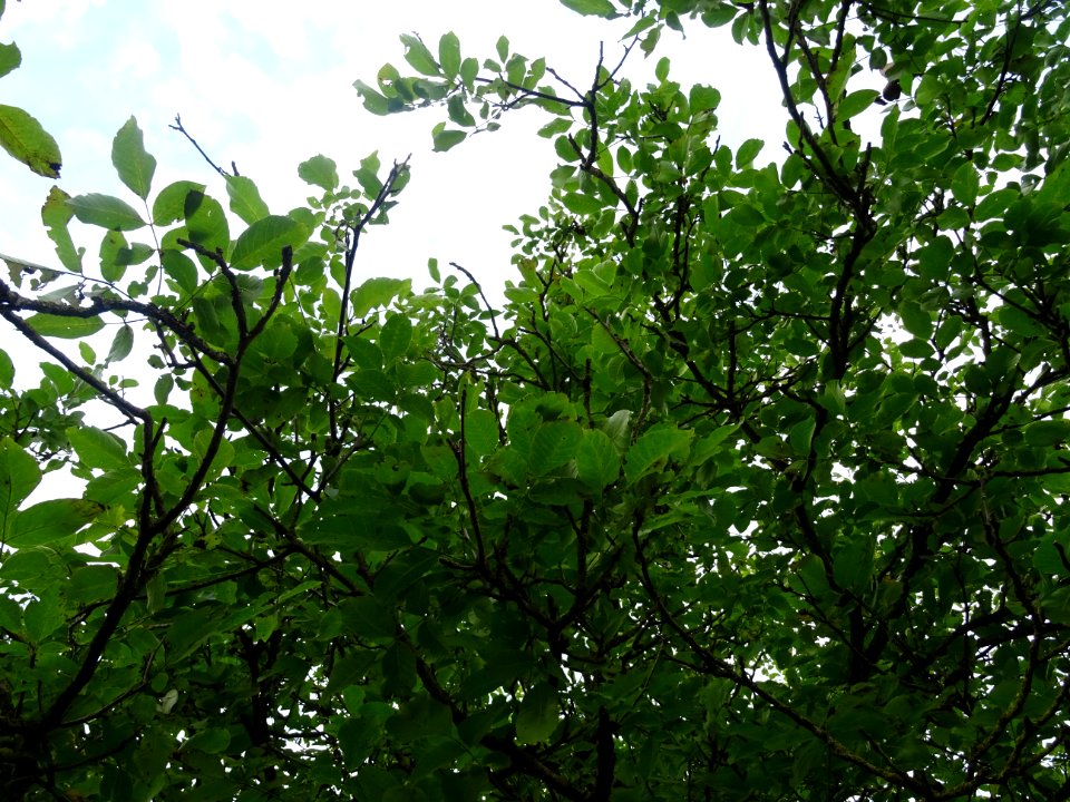 Sieste sous un arbre à la sortie Noyers-sur-Serein, Yonne.… 