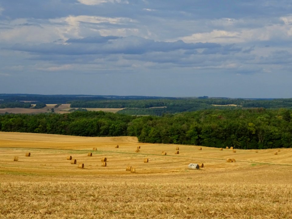 Bottes de foin roulées, avant Aigremont, Yonne 