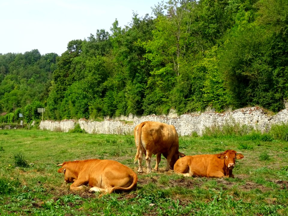 Vaches au pré, Noyers-sur-Serein, Yonne 