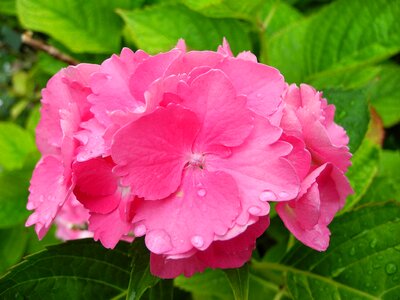 Pink flower pink green
