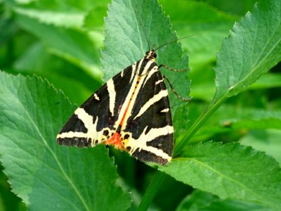 Ecaille du Plantain, Arctia plantaginis, Erebidées 