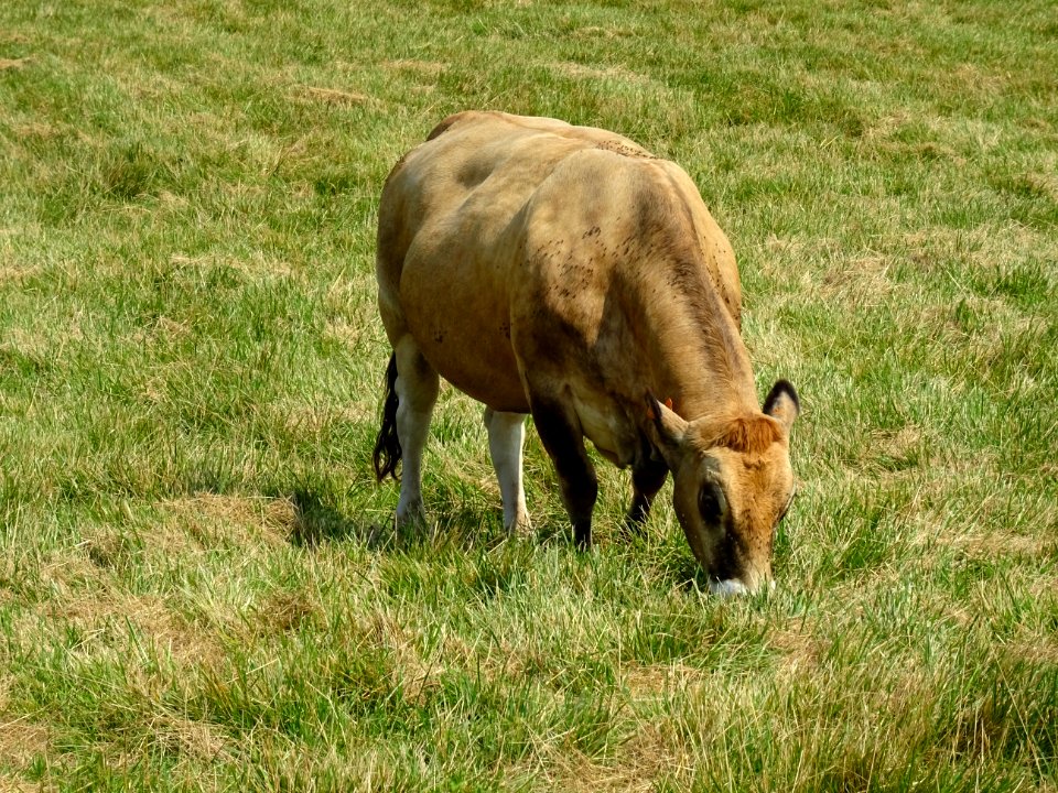 Vache au pré, Gigny, Yonne 
