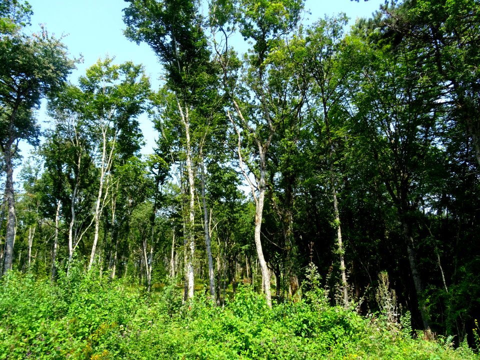 Forêt entre Gigny et Stigny, Yonne 