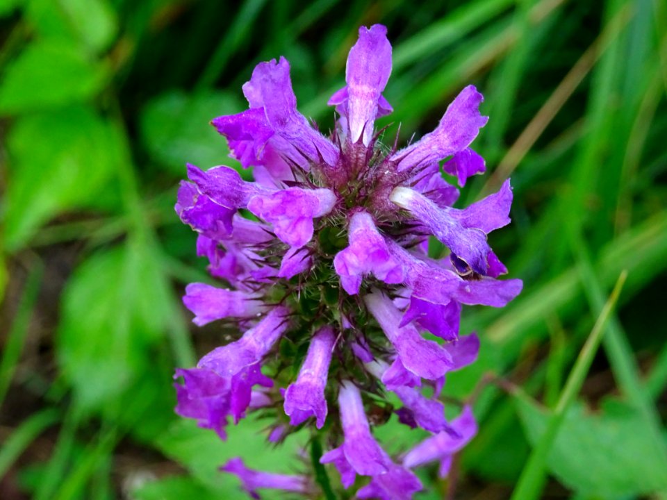 Bétoine officinale ou Epiaire officinale, Betonica officin… 