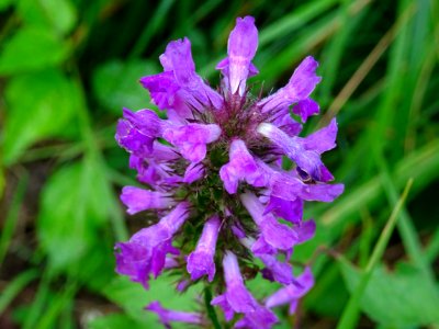 Bétoine officinale ou Epiaire officinale, Betonica officin… 