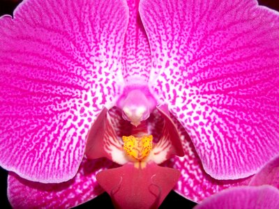 Violet flora growth