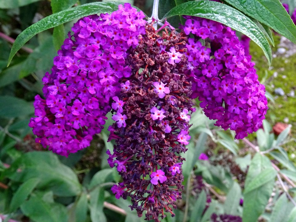 Arbre aux papillons, Buddleja davidii, Buddlejacées 