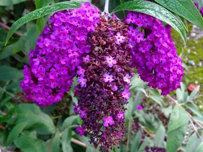 Arbre aux papillons, Buddleja davidii, Buddlejacées 
