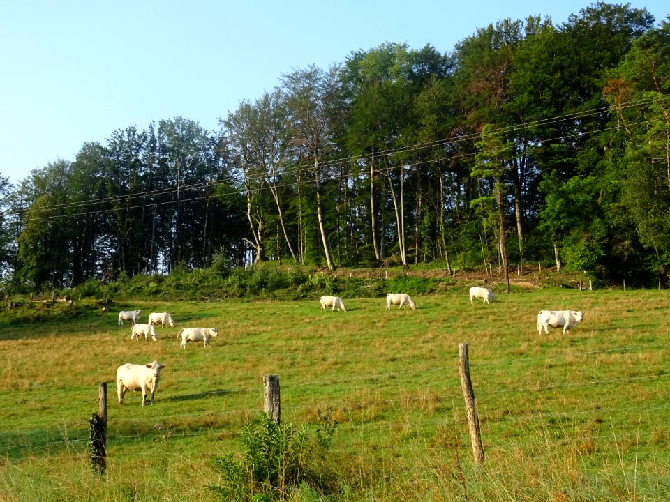 Vaches au pré, après Auberive, Haute-Marne 
