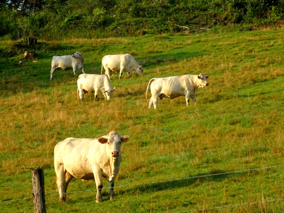 Vaches au pré, après Auberive, Haute-Marne 