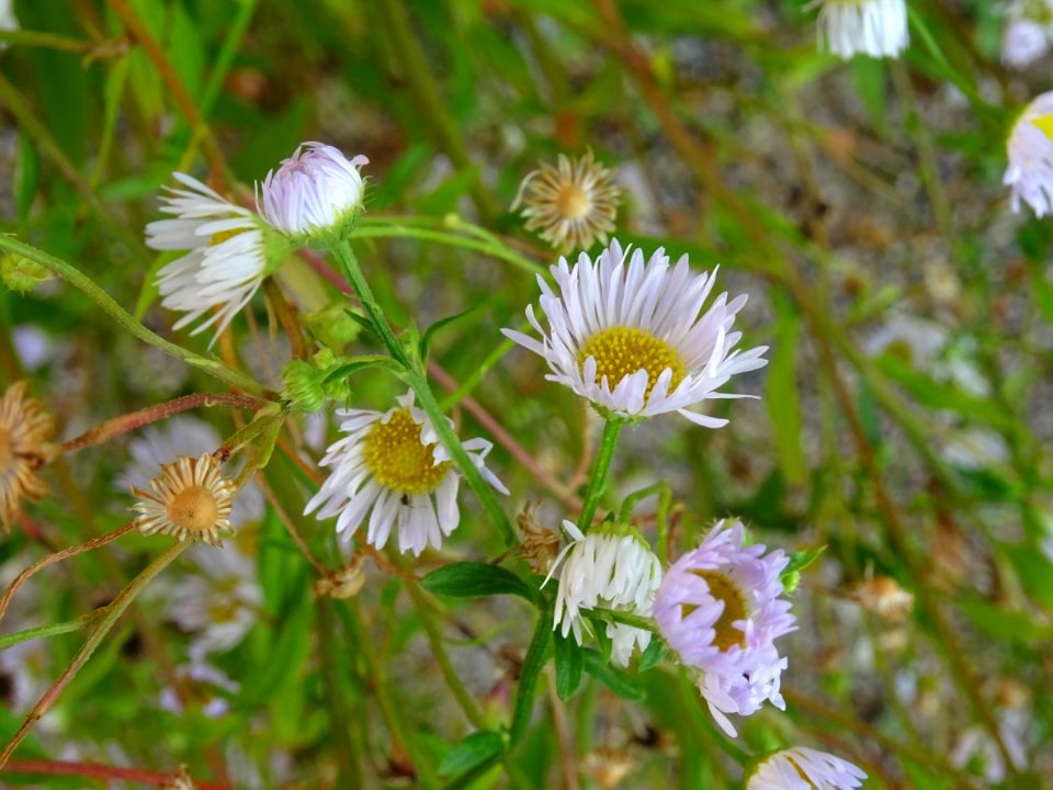 Vergerette annuelle, Erigeron annuus, Astéracées 