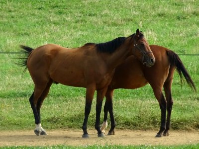 Chevaux au pré entre Lucy-le-Bois et Vassy, Yonne 
