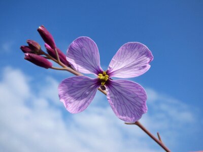 Pink cocoon sky photo