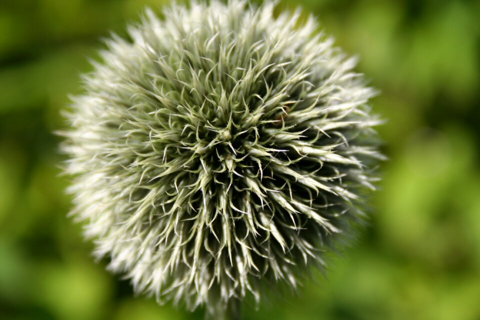 Thistle plant flower