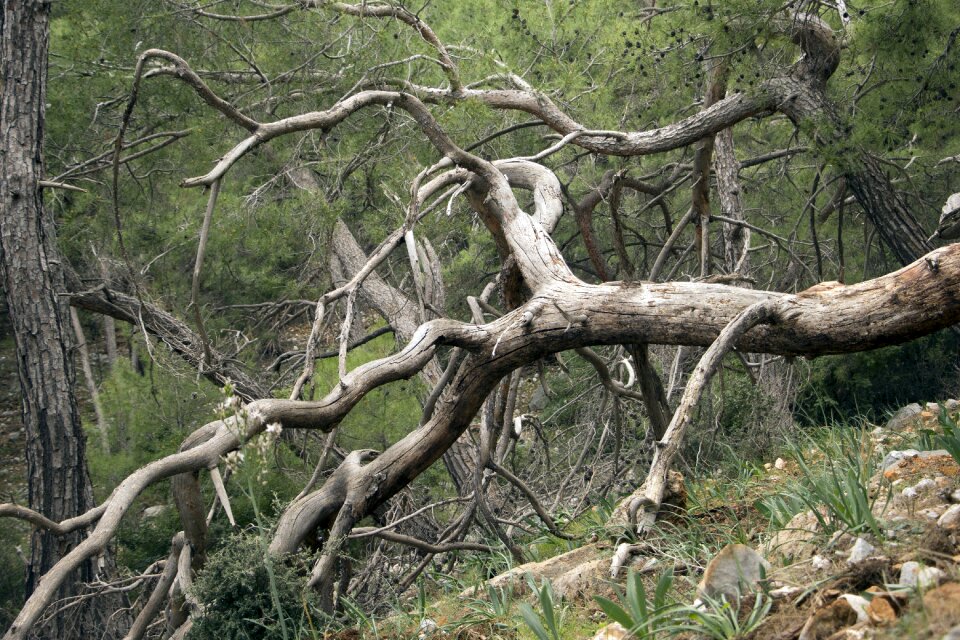Nature trunk forest