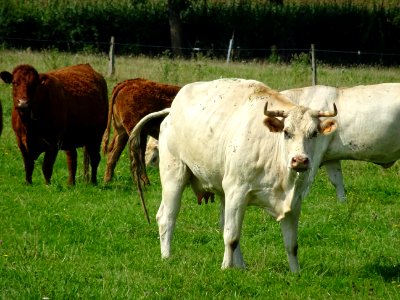 Vaches au pré, Perrigny, Yonne 