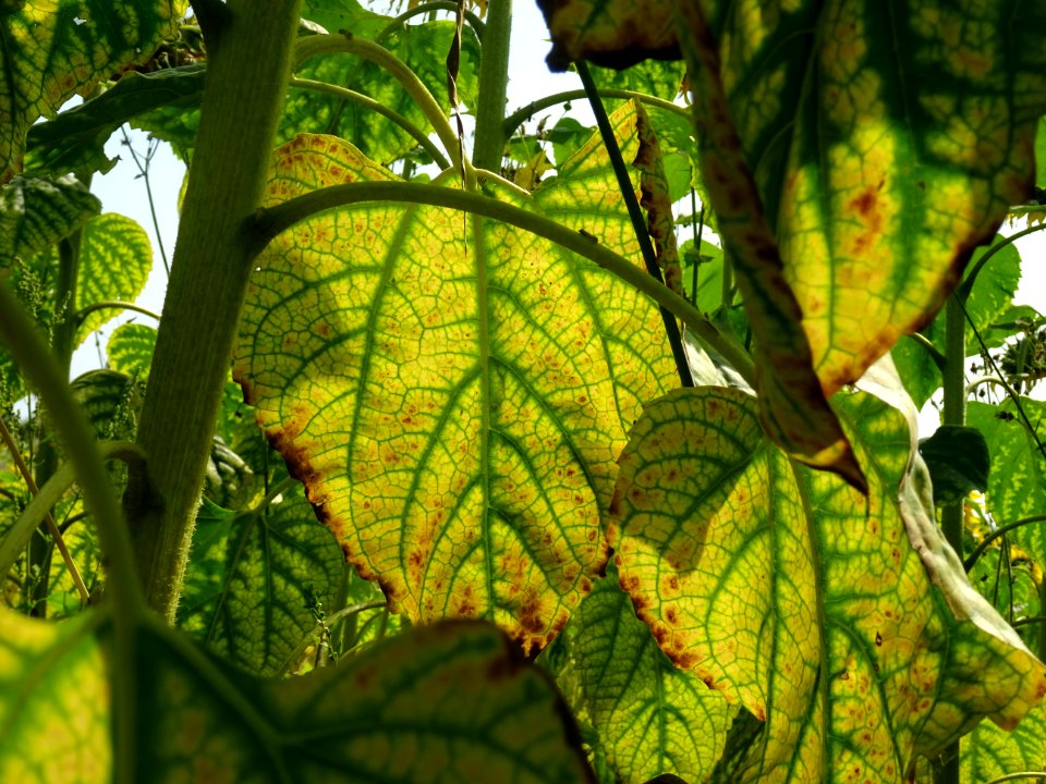 Feuilles de tournesol 
