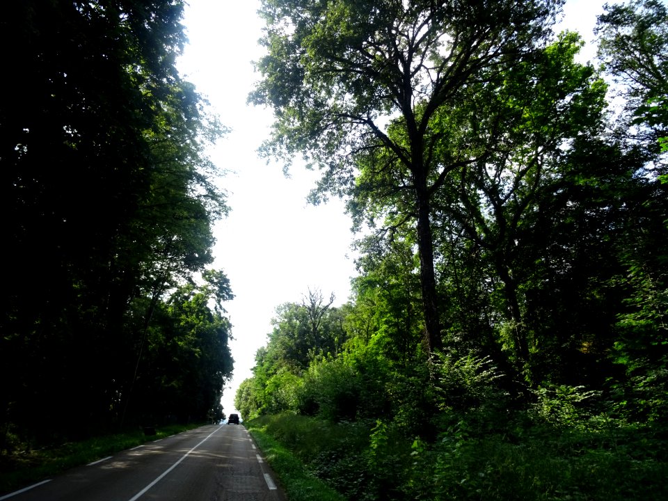 Sur la route entre Vassy et Sauvigny-le-Bois, Yonne 
