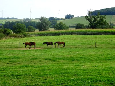 Chevaux au pré entre Lucy-le-Bois et Vassy, Yonne 