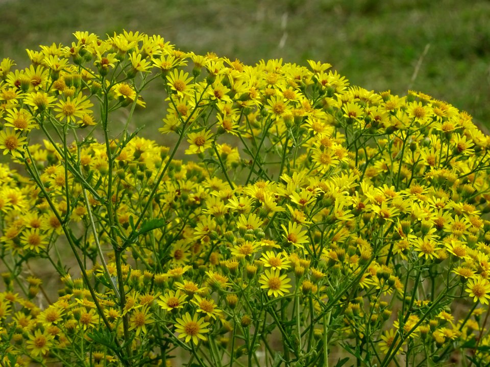 Séneçon à feuilles de roquette, Jacobaea erucifolia, Astér… 