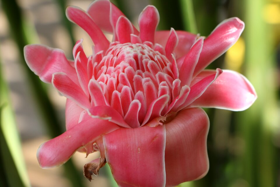 Pink pink flowers floral