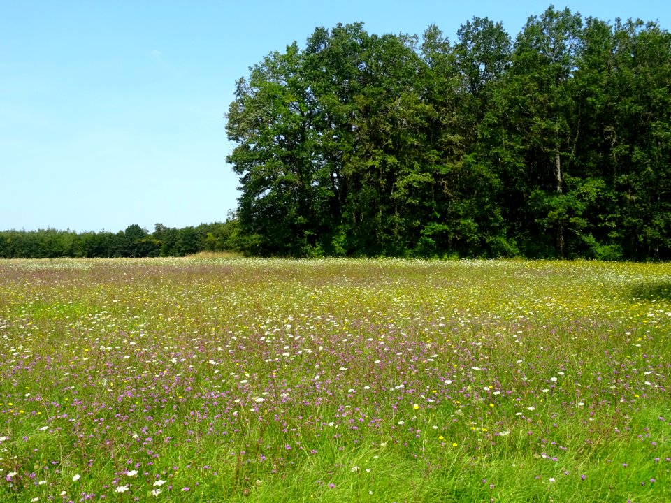 Prairie bien fleurie, entre Gigny et Stigny, Yonne 