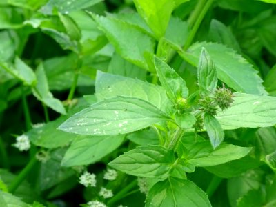Menthe aquatique, Mentha aquatica, Lamiacées 