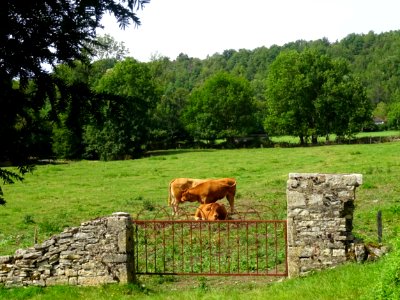 Vaches au pré, Noyers-sur-Serein, Yonne 