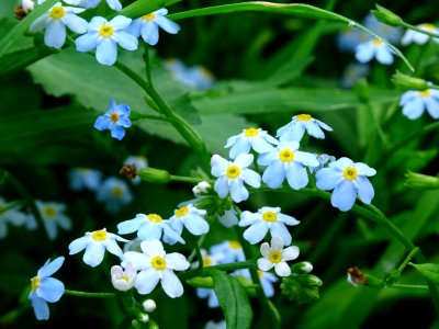 Myosotis des marais, Myosotis scorpioides, Boraginacées 