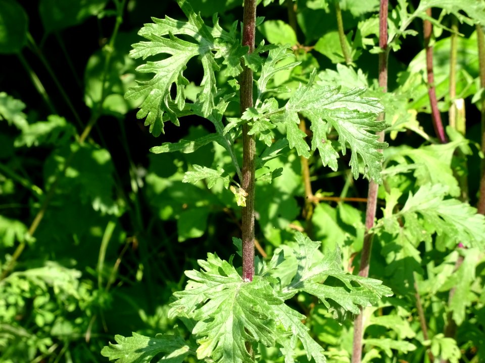 Séneçon à feuilles de roquette, Jacobaea erucifolia, Astér… 