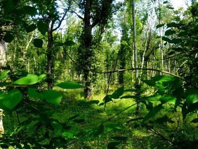 Forêt entre Gigny et Stigny, Yonne 
