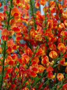 Toxic plant gorse blossom