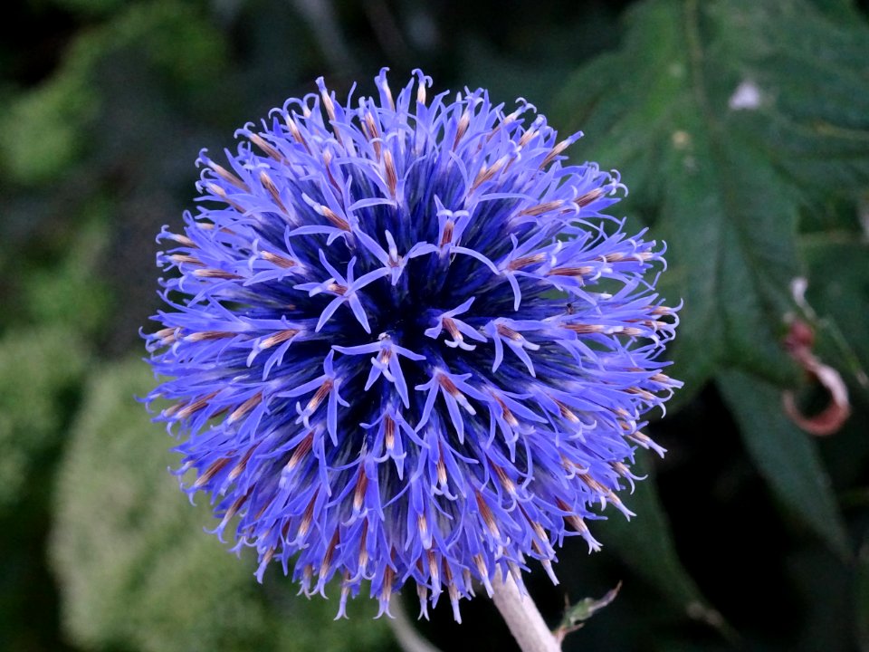 Boule azurée, Echinops bannaticus, Astéracées 
