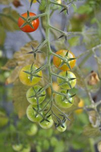 Mature maturation vegetables