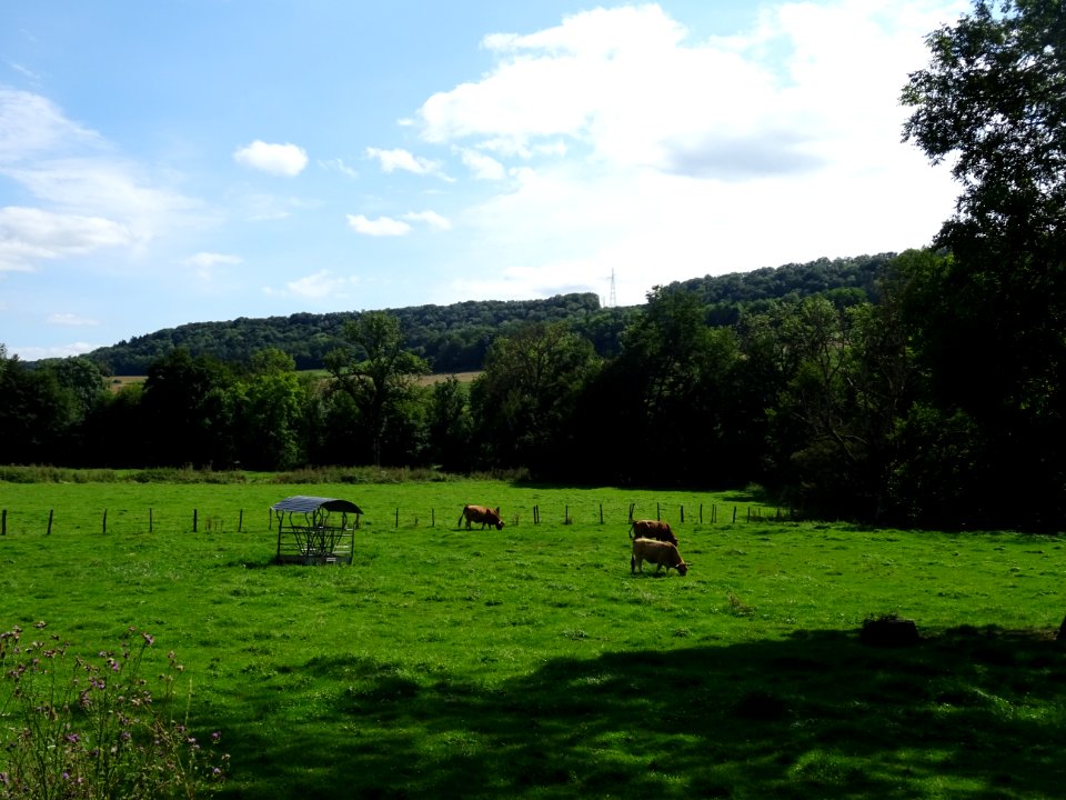 Vaches au pré, avant Gissey-sous-Flavigny, Côte-d'Or 