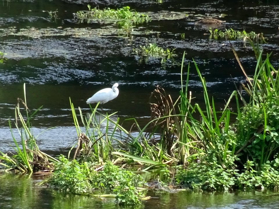 Aigrette garzette, Egretta garzetta, Ardéidés. Le Serein, … 