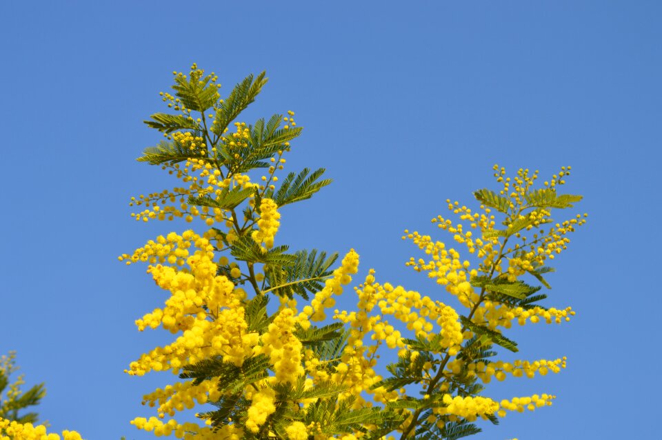 Yellow flower france garden