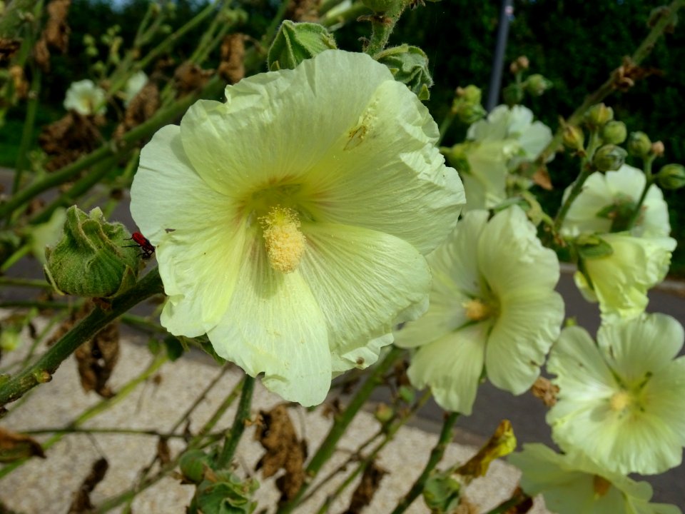 Rose trémière, Alcea rosea, Malvacées 