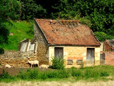 Moutons cherchant la fraicheur du mur, ferme entre Sauvign… 